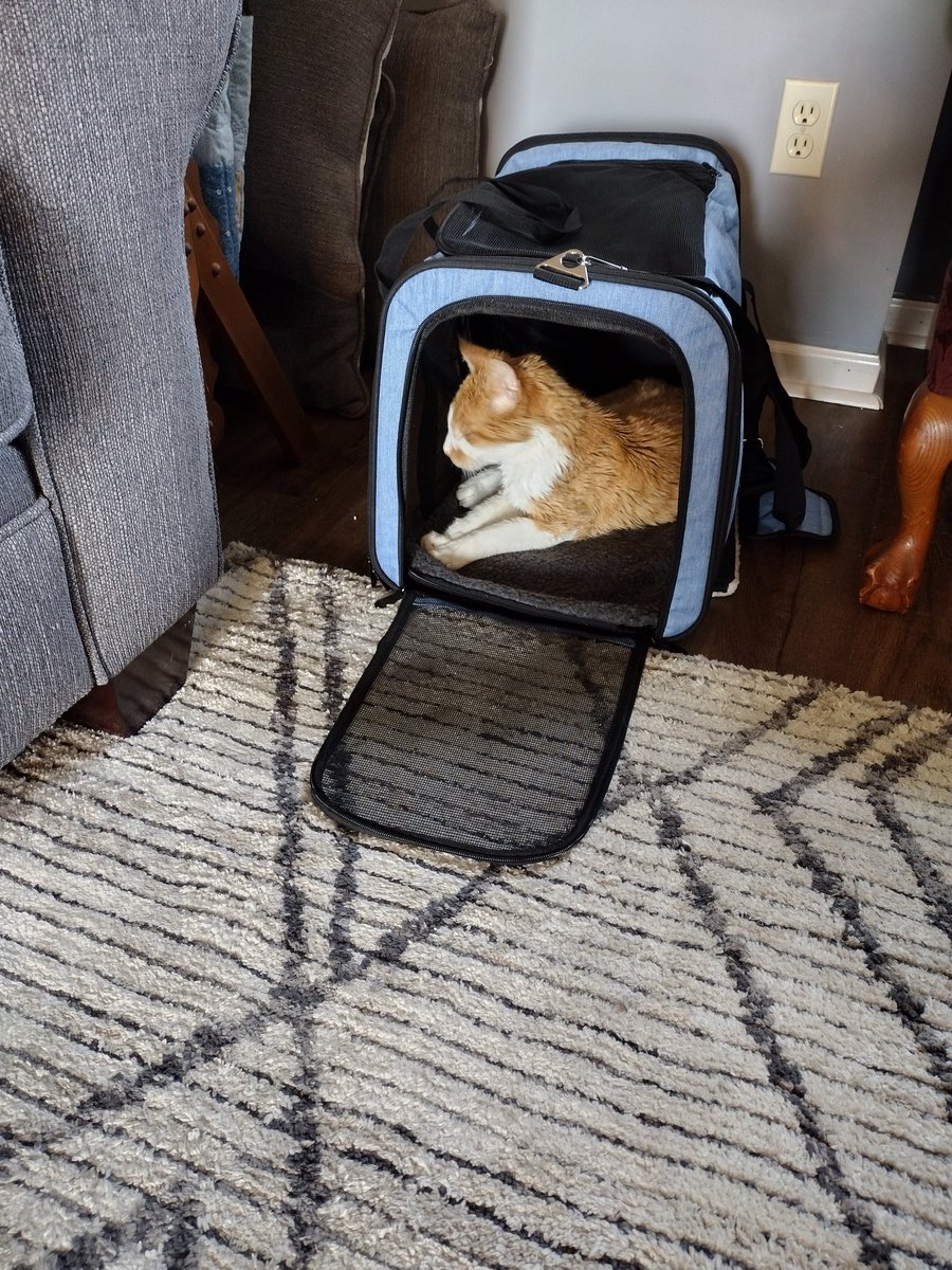 LynPerryWriter's tweet image. Charlie is ready to fly to #PuertoRico #travelwithcats #Caturday #movingtopr
