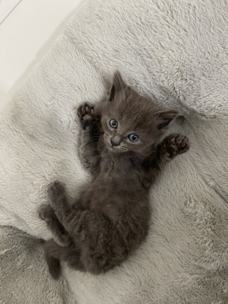 whereskevinle's tweet photo. Cat https://t.co/OKCOMa1Im4