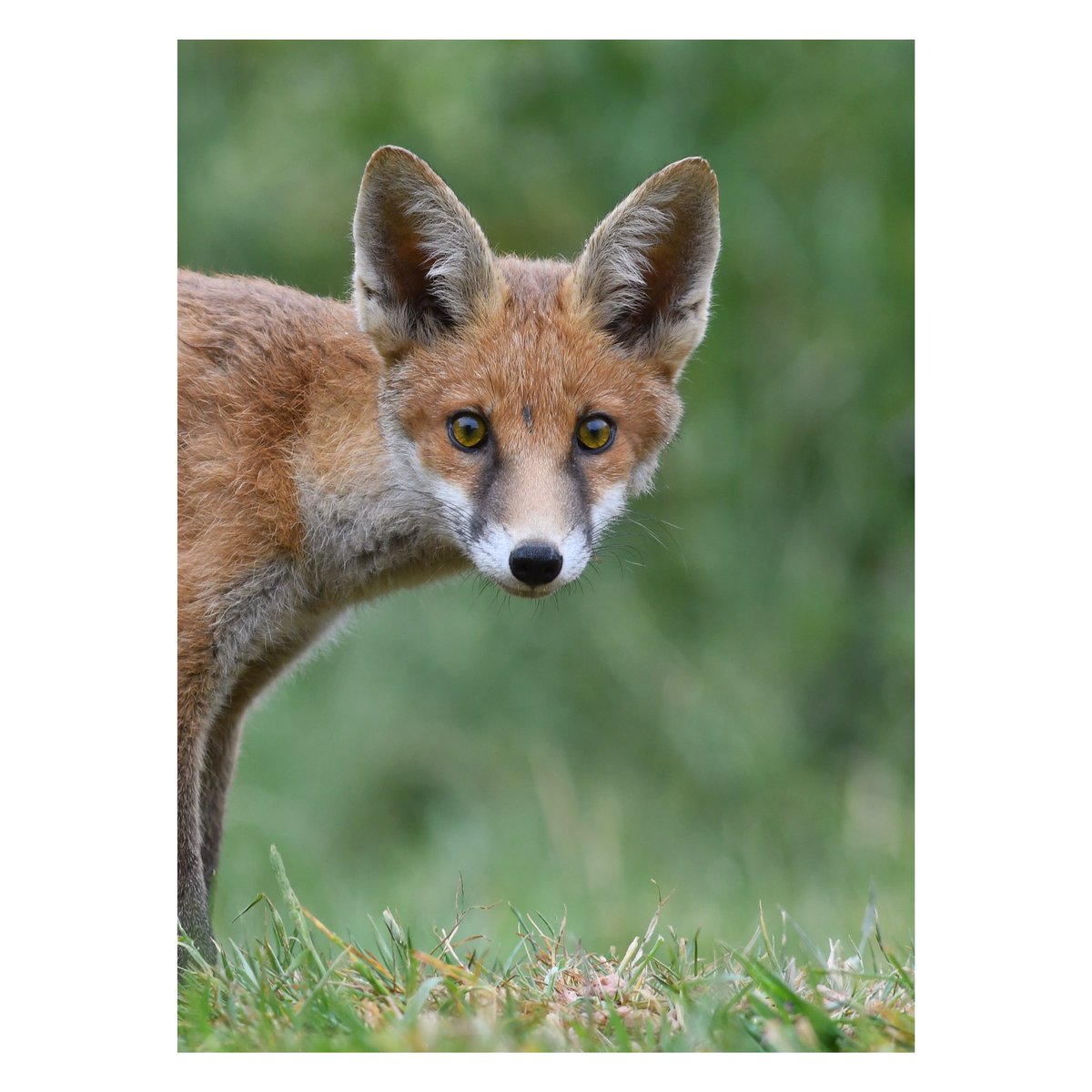 Look at that little face!