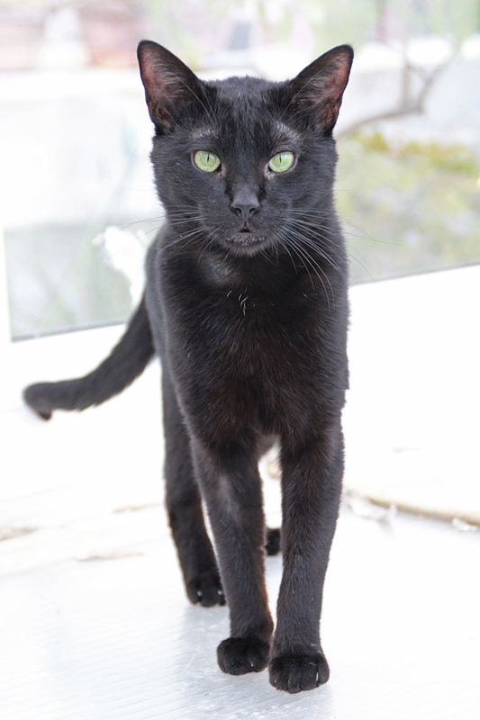 AdopFelinasVLC's tweet photo. Cuando #BLACK viene hacia ti, quedas hipnotizado y enamorado 😍
#LovePanteritas💕
https://t.co/7gtKuiwpKh? https://t.co/wYQ02M72iJ