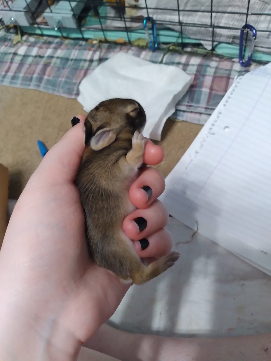 Look at the cute new bunny we got the other day also if you are able to donate link is in bio
#animalrescue #wildlife #wildliferehab #wildliferehabilitation #wildliferescue #ohiowildlife #ohio #wildlifeconservation #drdolittleshouse #babybunny #cottontailrabbit #rabbits