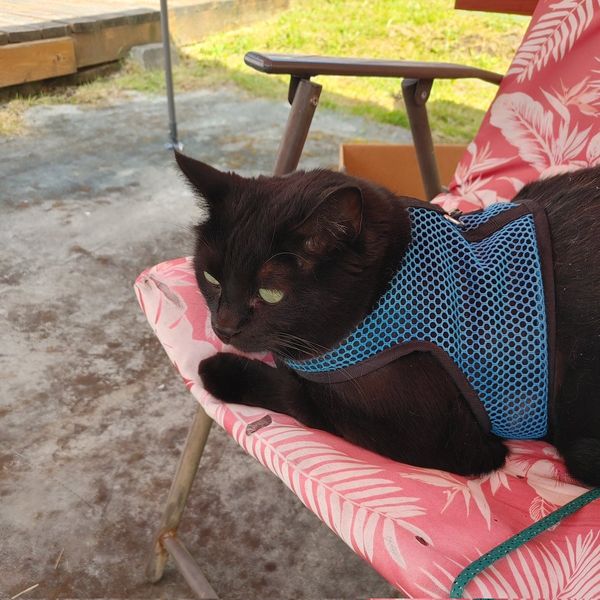 #Caturday  hey all happy caturday enjoy!