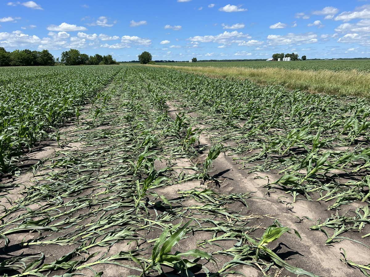 BrentJFF's tweet photo. Our farms around Greenfield got thumped pretty hard from yesterday morning’s storm. Not all this bad, but areas bad enough to warrant replanting next week. May 17 &amp; 19th planting dates. Power poles were snapped North of Palmyra from the 70 mph+ winds #itsnotallgravy #plant22 https://t.co/fgDvsAqQvx