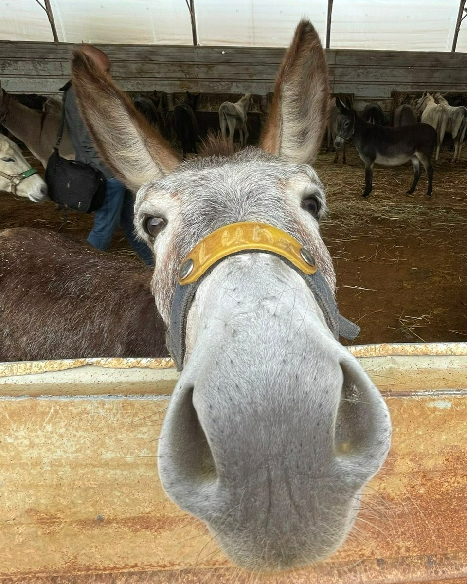 safehaven4donks's tweet photo. Lucky, Raymondo, Monty,  Luna &amp; Trooper wanted to say Good Evening to everybody &amp; get themselves on social media !!! 
#Notcamerashy #sanctuarylife #lovedonkeys https://t.co/ZPJiIDVuPc