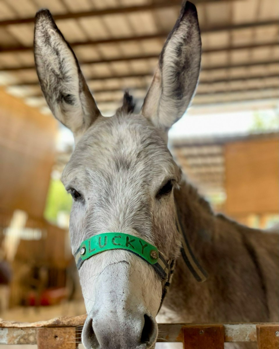 safehaven4donks's tweet photo. Lucky, Raymondo, Monty,  Luna &amp; Trooper wanted to say Good Evening to everybody &amp; get themselves on social media !!! 
#Notcamerashy #sanctuarylife #lovedonkeys https://t.co/ZPJiIDVuPc