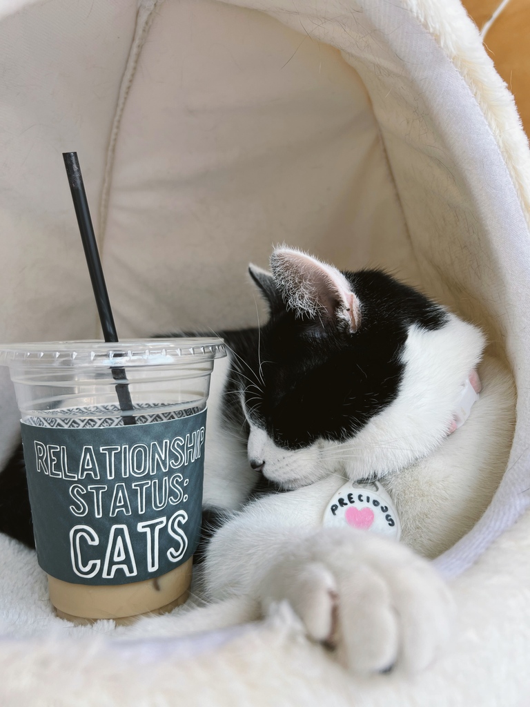 It’s Saturday! Time for some cats and coffee.

Whether you just want an afternoon pick-me-up or an afternoon spent picking up cats, Crumbs &amp; Whiskers has you covered. 

Book your next visit at Crumbs &amp; Whiskers using the link below or in our bio.

crumbsandwhiskers.com