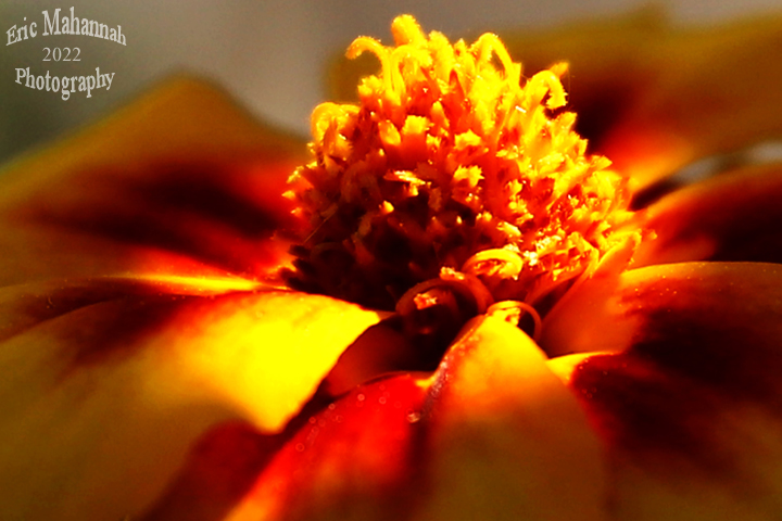 EricMahannah's tweet photo. Fallen Light - Lumière tombante
https://t.co/bAtHJNsWYJ
#fallenlight #flowers #marigolds #nature #naturephotography #goodeye #colours #coloursofnature #flowerphotography #closeup https://t.co/KHhaMMgFID