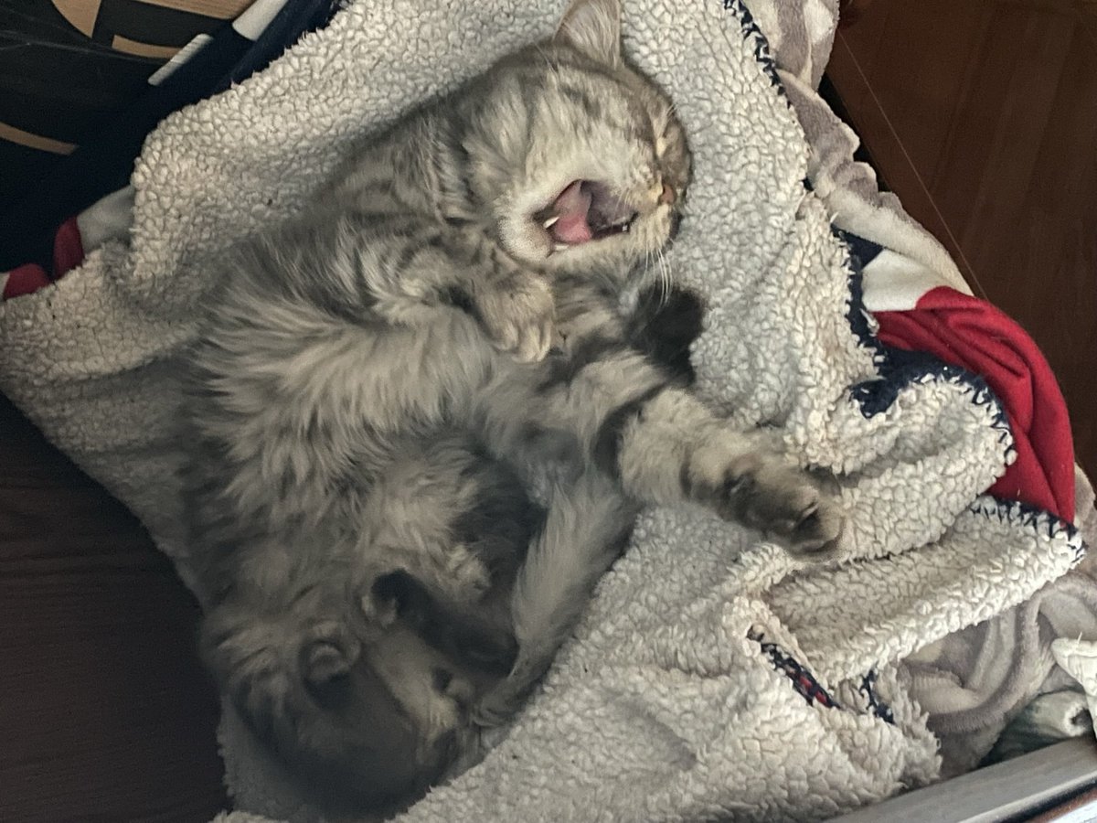 This is Pickles. Why Pickles? Because we found him in basement of ruins that used to be his home, near the jars or pickles.  He’s now my fluffy little friend.   We really love him. He’s still afraid of loud noises.  But everything will be good ;)