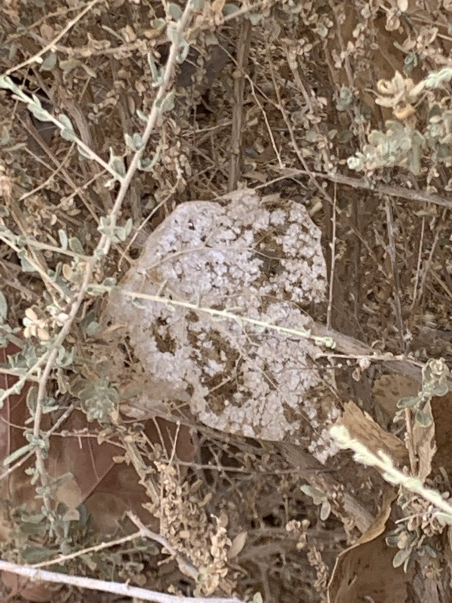 MrsLevrant's tweet image. Beautiful morning for a park clean up with @RLevrant and @getoutdoorsnv