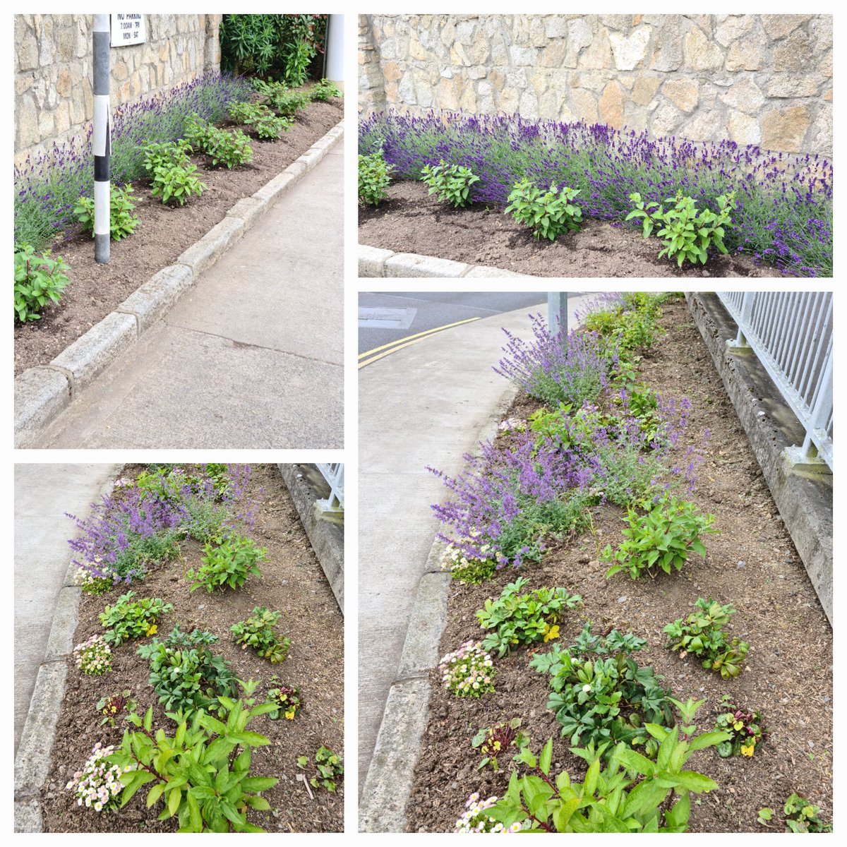 Our volunteers were very busy today #cabinteelytidytowns #villageflowerbeds