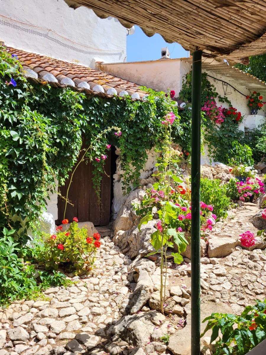 SEP_Aventuras's tweet photo. En route to Sevilla we stopped at an olive oil production facility and learned (and tasted) about one of the biggest crops in southern Spain. Then some lovely locals opened their homes for a traditional Spanish lunch! #sepaventuras #seprams https://t.co/t6IeTX5fT7