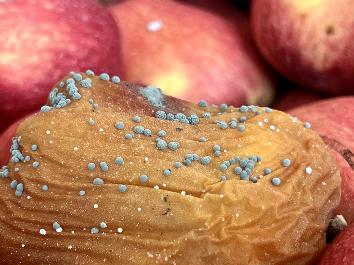 FruitDiseases's tweet photo. An important postharvest disease of stored #Apples worldwide, #BlueMold or bin rot (caused by fungus Penicillium expansum) https://t.co/WVWb36SiBU