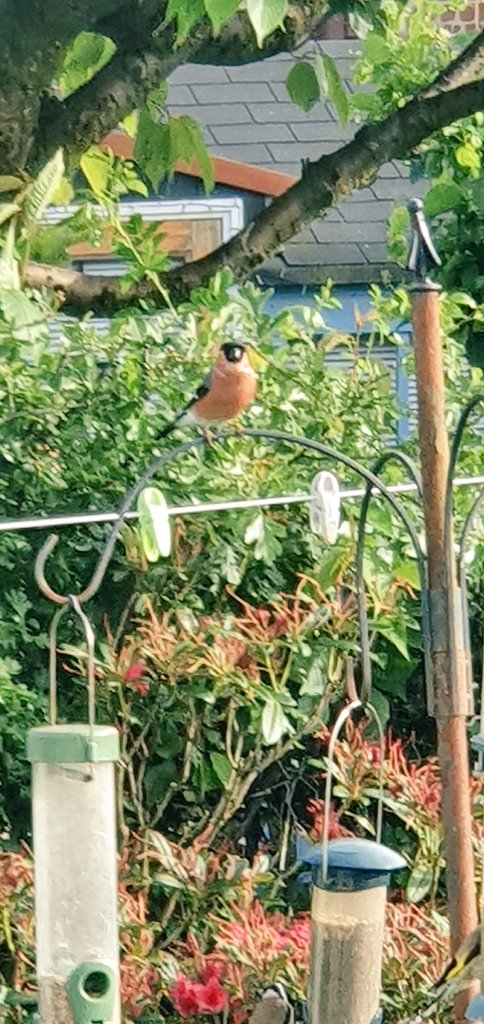 Wullie_A_Um's tweet photo. @Natures_Voice beautiful Bullfinch sitting on one the bird feeder arms this afternoon https://t.co/veT8UGbxcD