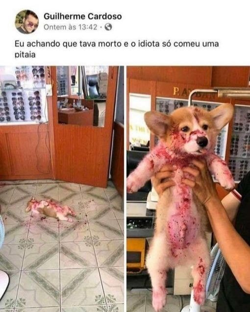 animais fofinhos na sua timeline tweet media
