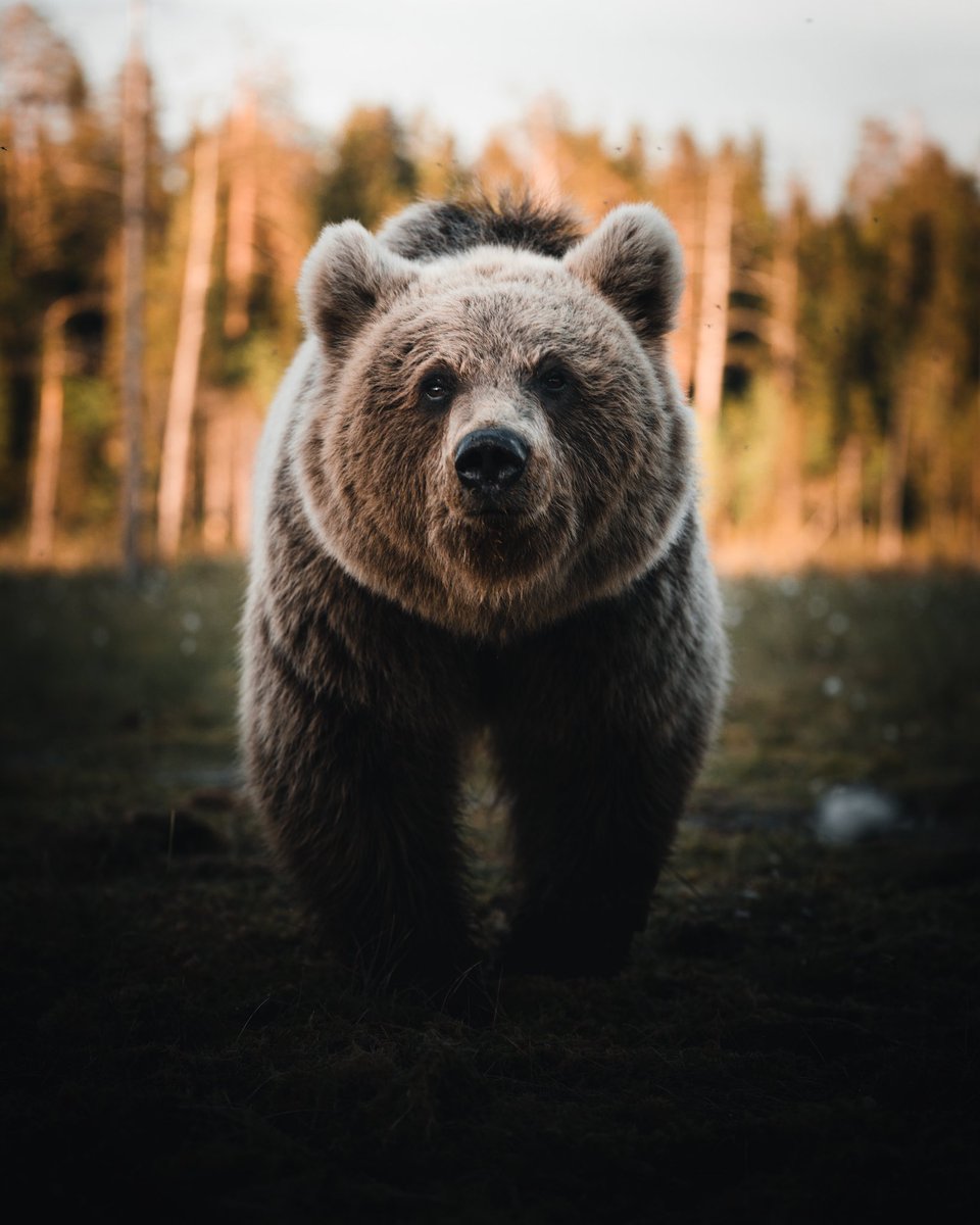 Staring contest with this big bear 🐻👀