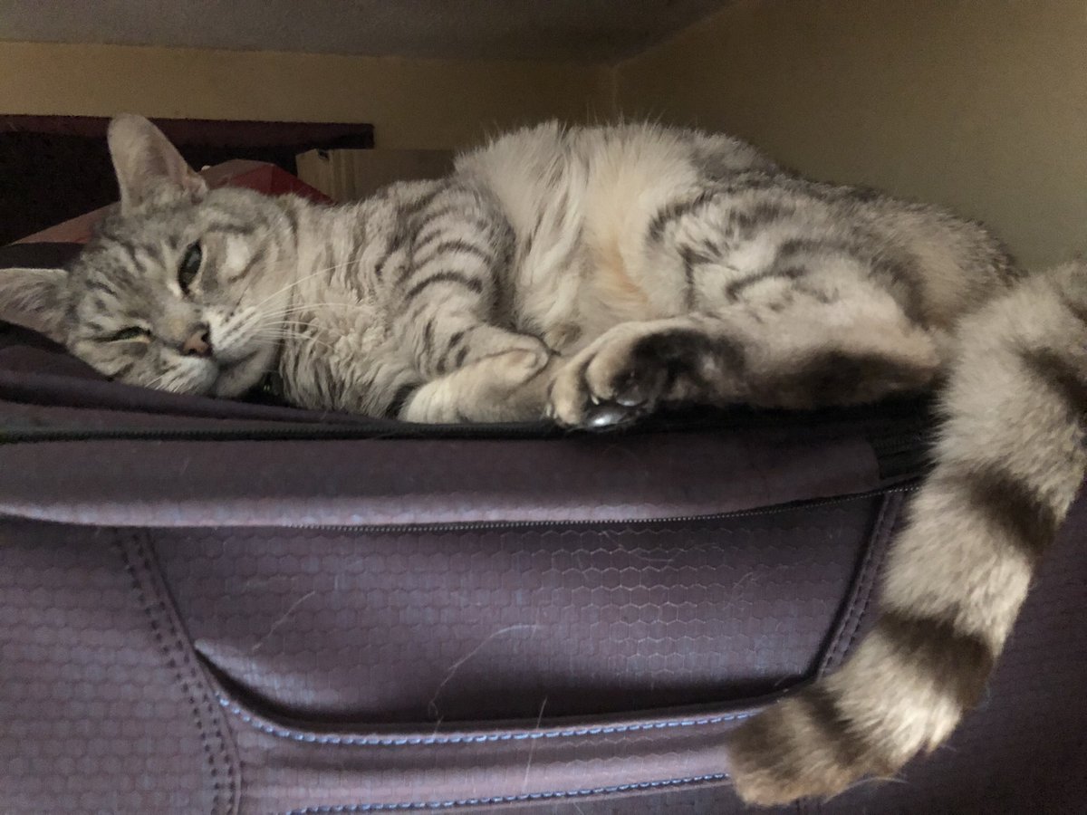 stripeyspotty's tweet photo. @DeviTheBengal @BellaBengalCat @BaggaleyLiz @LeoTheBengal @PiandNeko1 @dawnybj @Percy_BengalCat I don’t know if anyone’s heard (they have), I’m 17 on Wednesday 🙌🏻🎉😹😻 ~ Archie xx #StopGoingOnAboutIt https://t.co/FgjniCwDGE