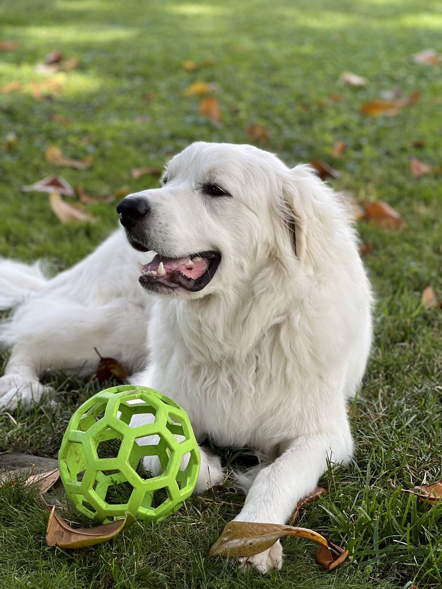 AmandaAgatiPNC's tweet photo. 😎 ☀️ 💖
#SaturdayVibes
#Farrah
#greatpyrenees
#nodigging #yet
#dogsoftwitter https://t.co/A1vANtxFaS