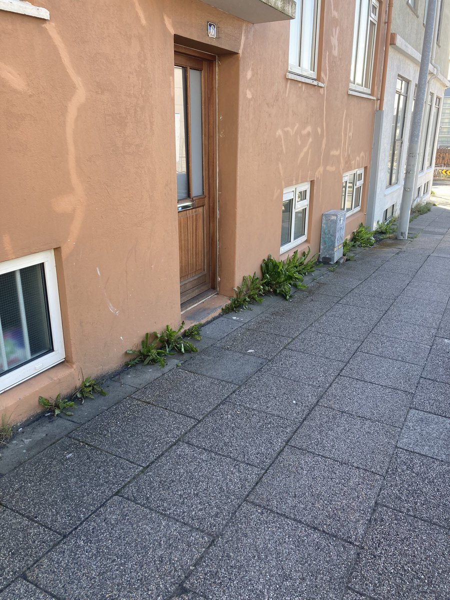 Vinsamleg ábending til borgarbúa. Útrýmið arfanum! Ekki sjarmerandi að vera með svona arfa-lengjur við húsið sitt og inngang.