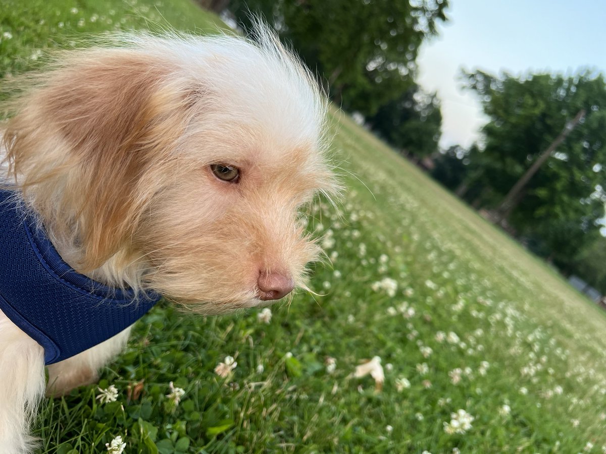 sarahnaughtonES's tweet photo. A handsome bby 🐶 https://t.co/ZmL48inl7r