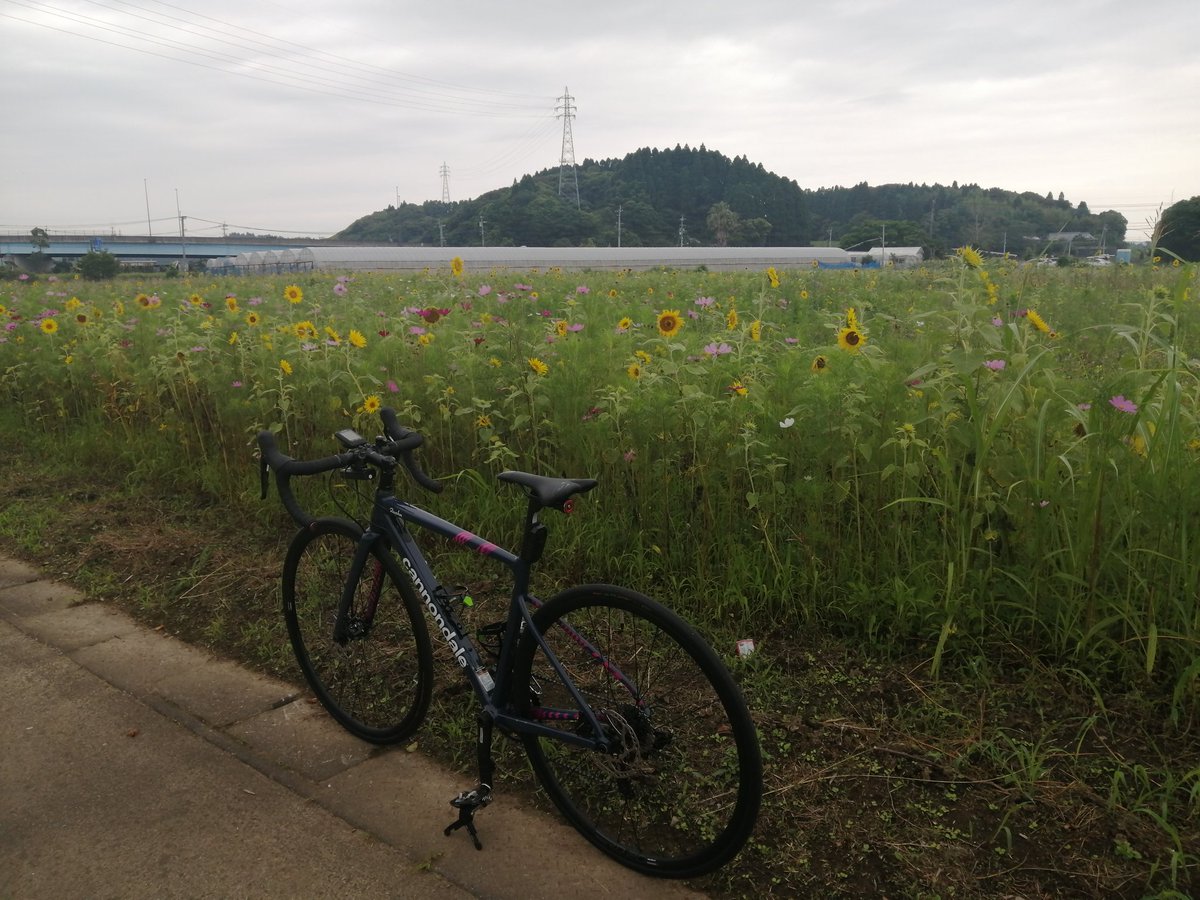 BikePeko's tweet photo. サイクリングからの帰路にヒマワリ🌻とコスモスらしき花を発見しました。 https://t.co/UuR8VxMEsy