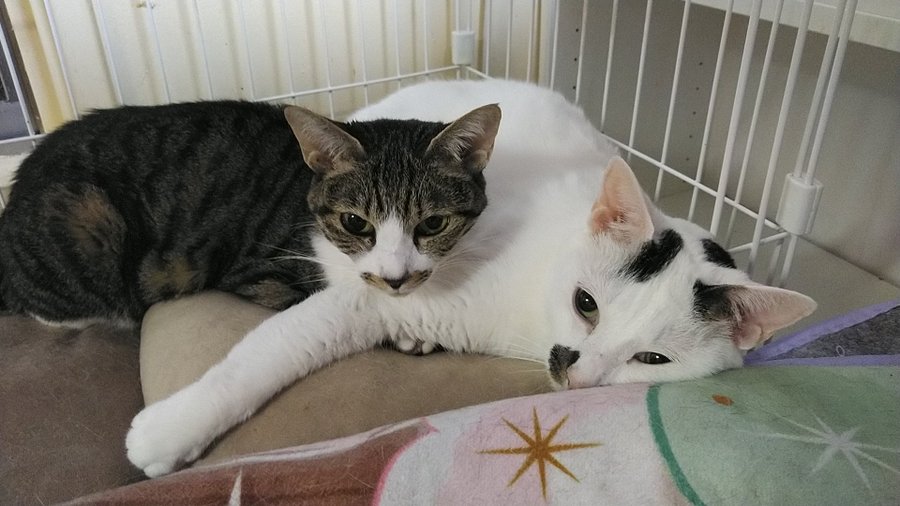 ねこのひみつ基地 東京にある猫カフェ 子猫のへや