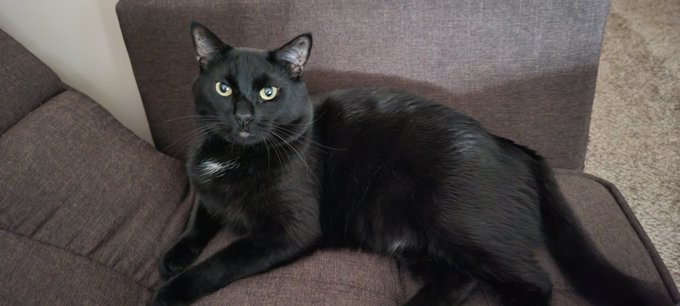 Happy caturday 💙 Sam https://t.co/dPvJhME0rv