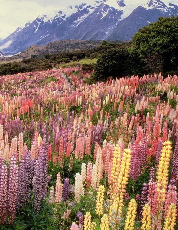 wild lupines in mount cook national park, new zealand by dan hoang