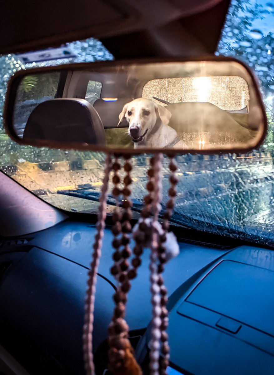 daze in my rearview 🌸

#daze #dogs #pets #petdogs #rearview #indiedog