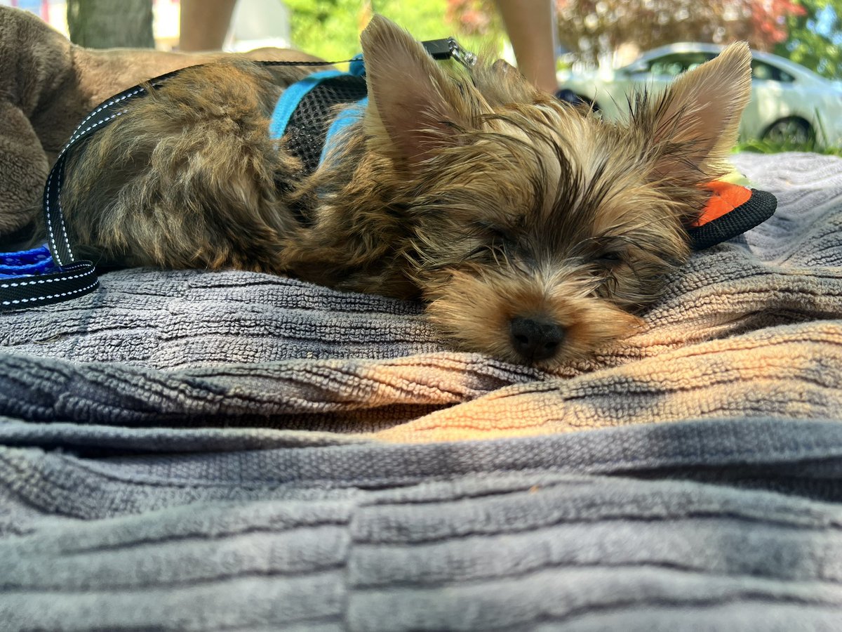 Welcome home Sullivan James Smith (“Sulley”)! #puppy #yorkie