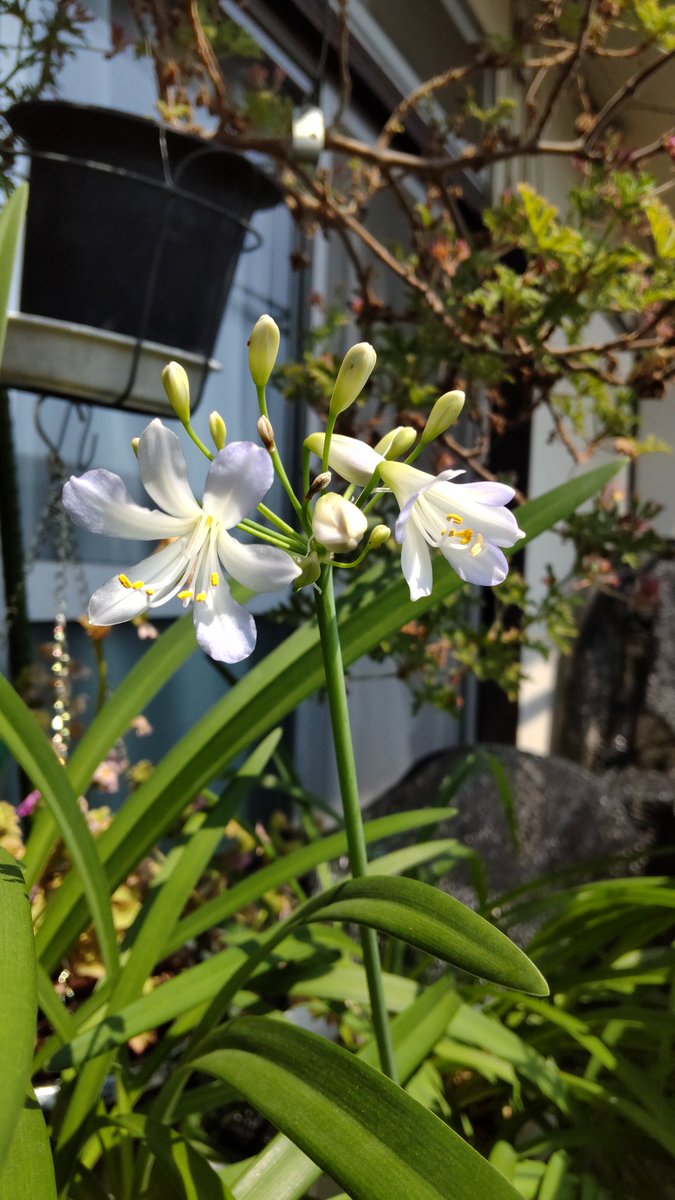 うめ Ume 93 Twitter