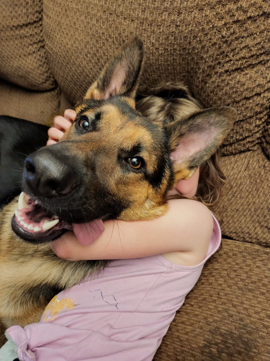 Christannamill2's tweet photo. My boos ❤ #daughters #dogsoftwitter #GermanShepherd #gsd #myboos https://t.co/miihozsCCQ