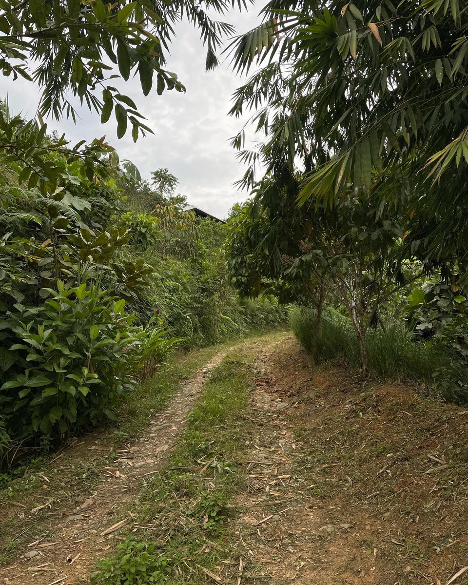 GaiaVerso (PermaTree) tweet media