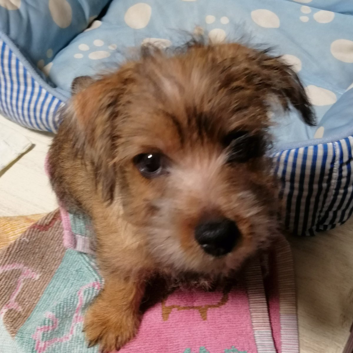 甘々太郎 tweet media