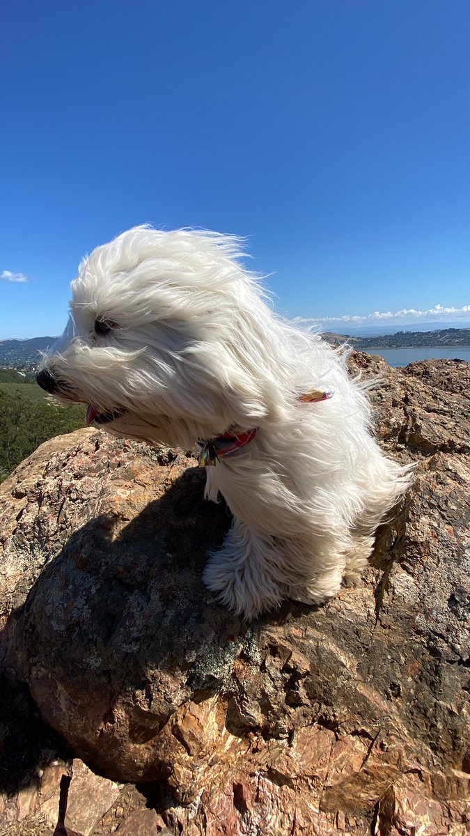 on top of the world! #marin #marinheadlands #tennesseevalley #hikingadventures