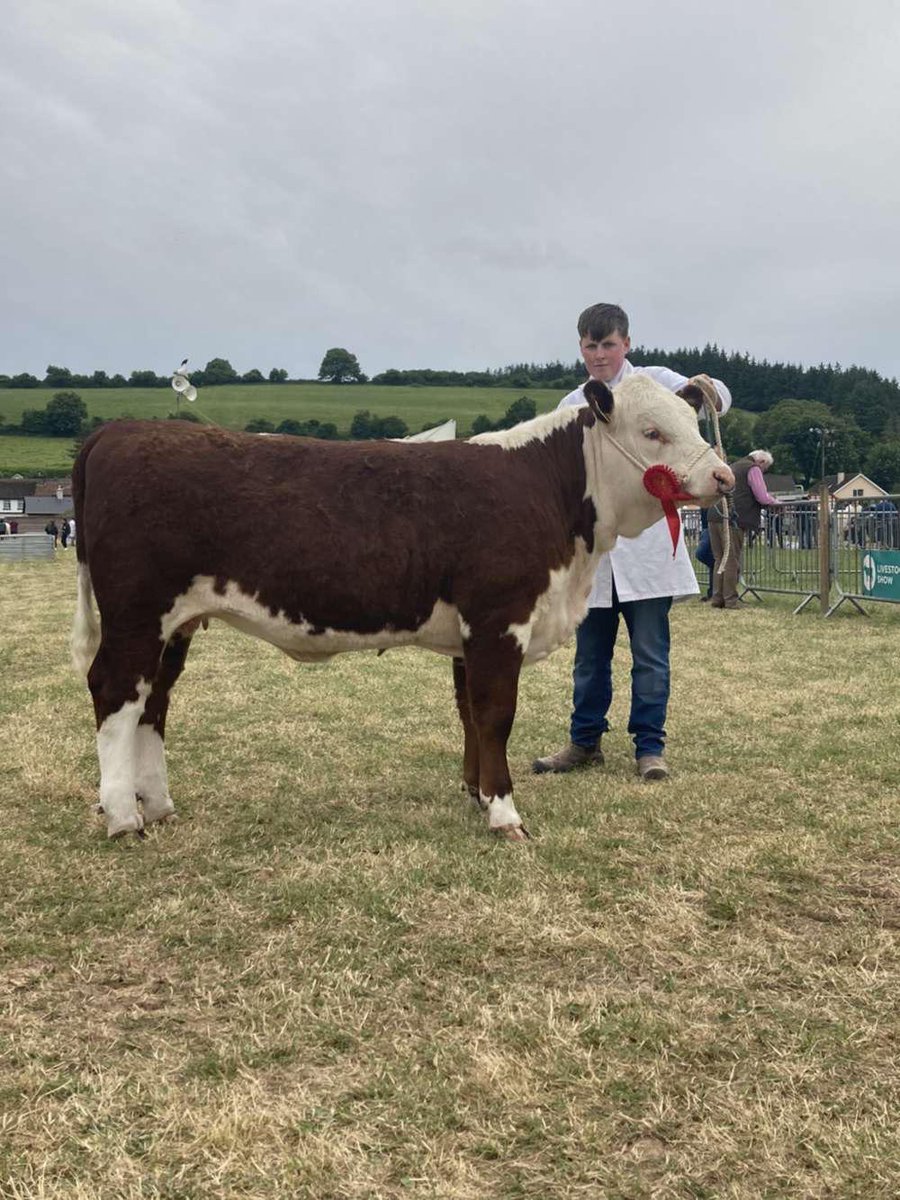 Dunworley Herefords (@dherefords) on Twitter photo Great day at <a href="/CorkSummerShow/">Cork Summer Show</a> today with Ivy winning the Cow class and Iris winning the heifer class. Great day at <a href="/CorkSummerShow/">Cork Summer Show</a> today with Ivy winning the Cow class and Iris winning the heifer class.