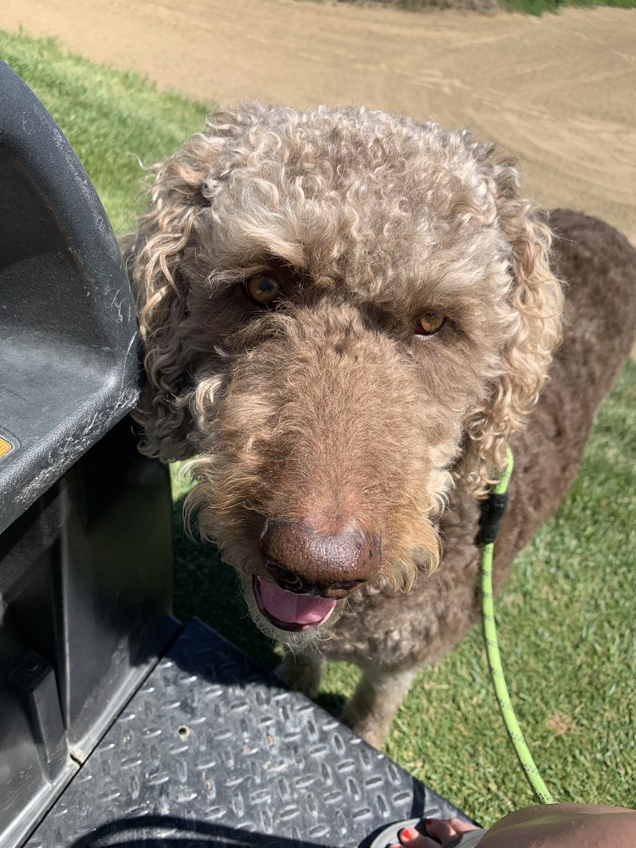 fatdogjog's tweet photo. Unexpectedly back in the saddle as a @dogsofturf this afternoon, helping Dad water some greens and tees. I’m always ready for a cart ride! @oxley4 #workfromhomedog #retireddogofturf #weekendwatering #toro https://t.co/26dKoZdCji