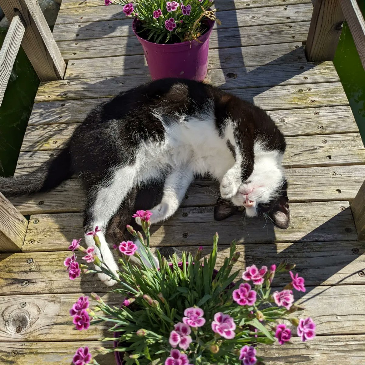 Byddi's tweet photo. Just a #cat sleeping on a bridge with #Flowers 
in the #sunshine

#lovethiskitty #notmycat #notacatperson #catsnaps  #summerinthegarden https://t.co/KBYS3GqHNZ