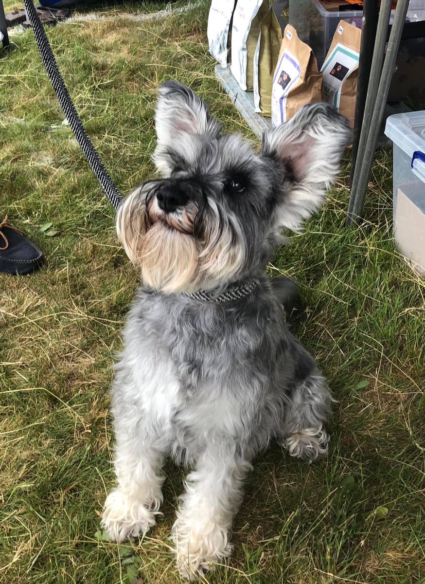 Fantastic day at <a href="/CroxleyRevels/">Croxley Revels</a>. Bailey thought so anyway waiting for a tasty treat.