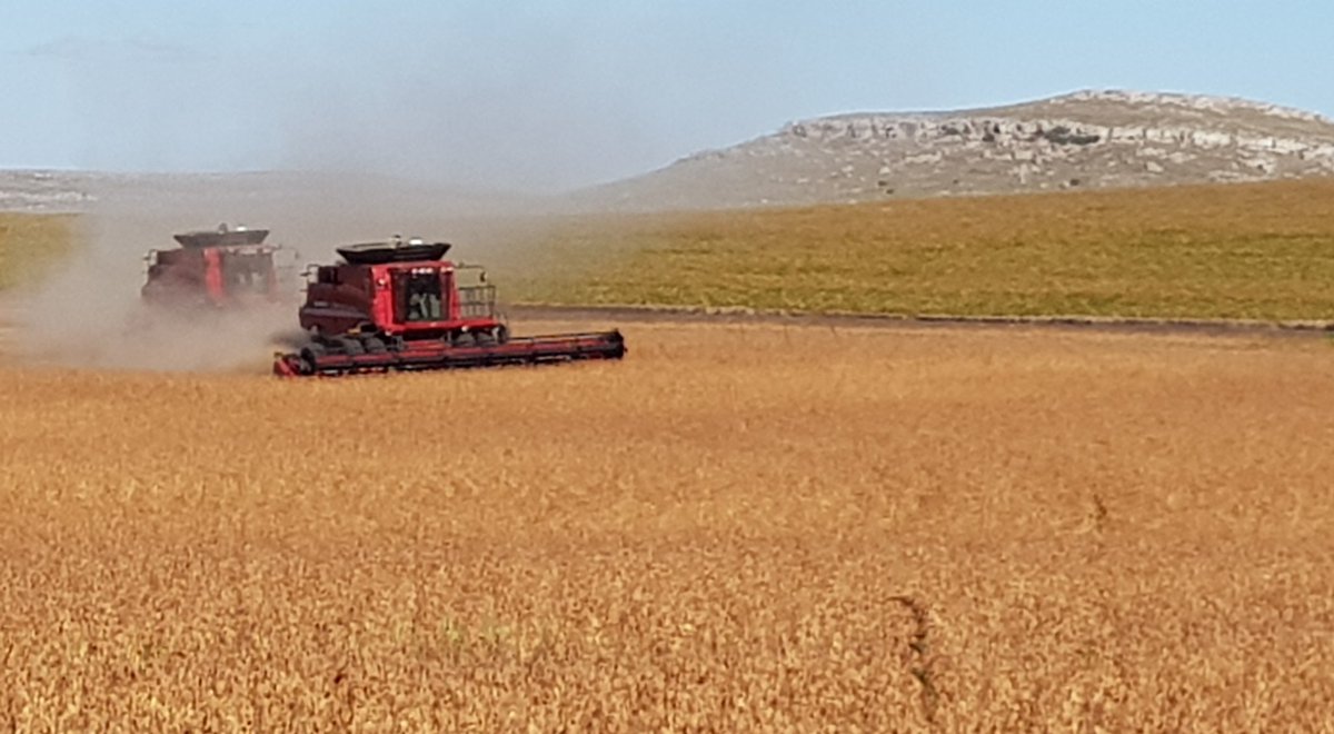 Cosecha de soja con el cordón de sierras de la Numancia  Tandil