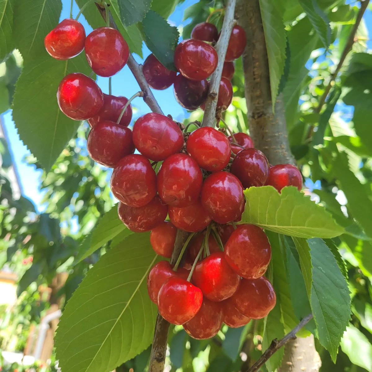 CleideVon's tweet photo. "Que a sua semana tenha o sabor do chocolate, a cor das cerejas, o perfume da baunilha, a leveza das claras em neve! Que ela seja gostosa do começo ao fim!"
Gostaram do meu artesanal?
#cereja #marmelade #compotascaseiras #doçura https://t.co/hst9dDIgqy