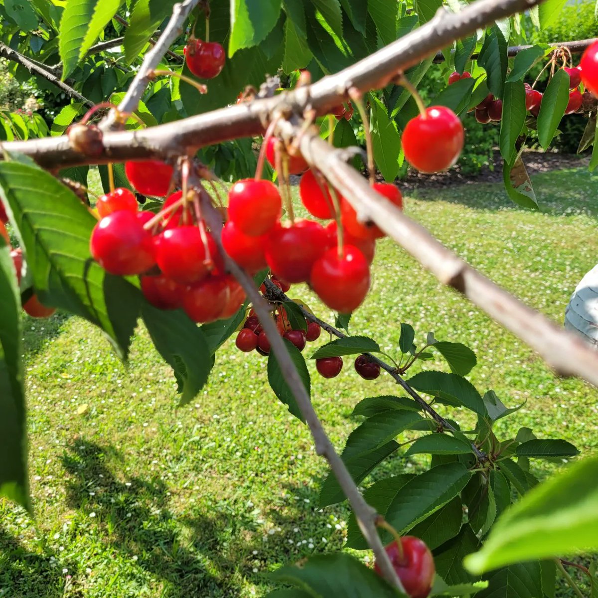 CleideVon's tweet photo. "Que a sua semana tenha o sabor do chocolate, a cor das cerejas, o perfume da baunilha, a leveza das claras em neve! Que ela seja gostosa do começo ao fim!"
Gostaram do meu artesanal?
#cereja #marmelade #compotascaseiras #doçura https://t.co/hst9dDIgqy
