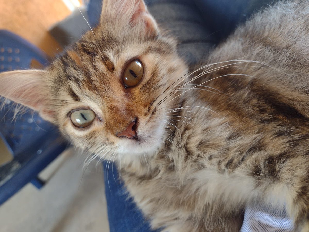 esta hermosura sigue buscando un hogar para toda la vida 🤍💜 es hembra, está en barranquilla pero con posibilidades de traslado a bogotá