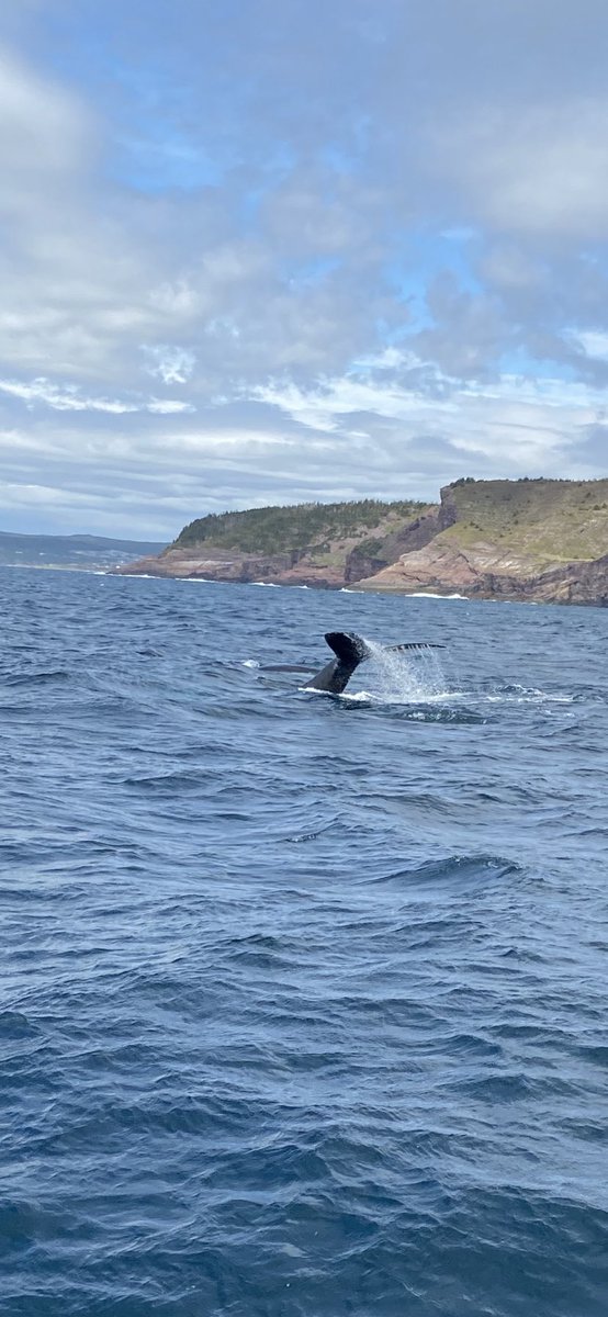 HeatherJ22's tweet photo. Whale watching 👀👀👀 #whale #WhaleAlert #baybull #SaturdayVibes https://t.co/5z8ahjkTiV