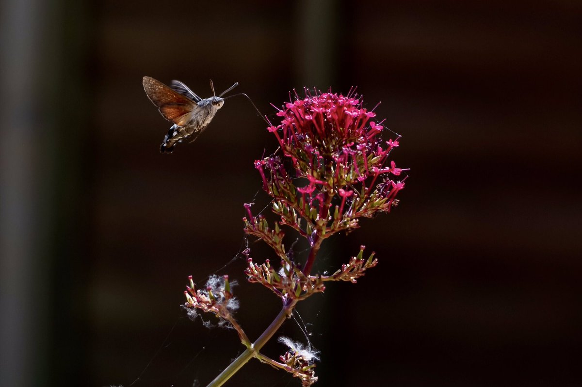 leeslater1990's tweet photo. We moved over a year ago and the first thing I did was plant Red Valerian to bring these guys in. Didn’t see any last year and now 9 in 4 days! It’s been an absolute joy to watch them on my lunch 🦋

@BC_Norfolk @savebutterflies   

#hummingbirdhawkmoth #TwitterNatureCommunity https://t.co/wkvXaCWvHg