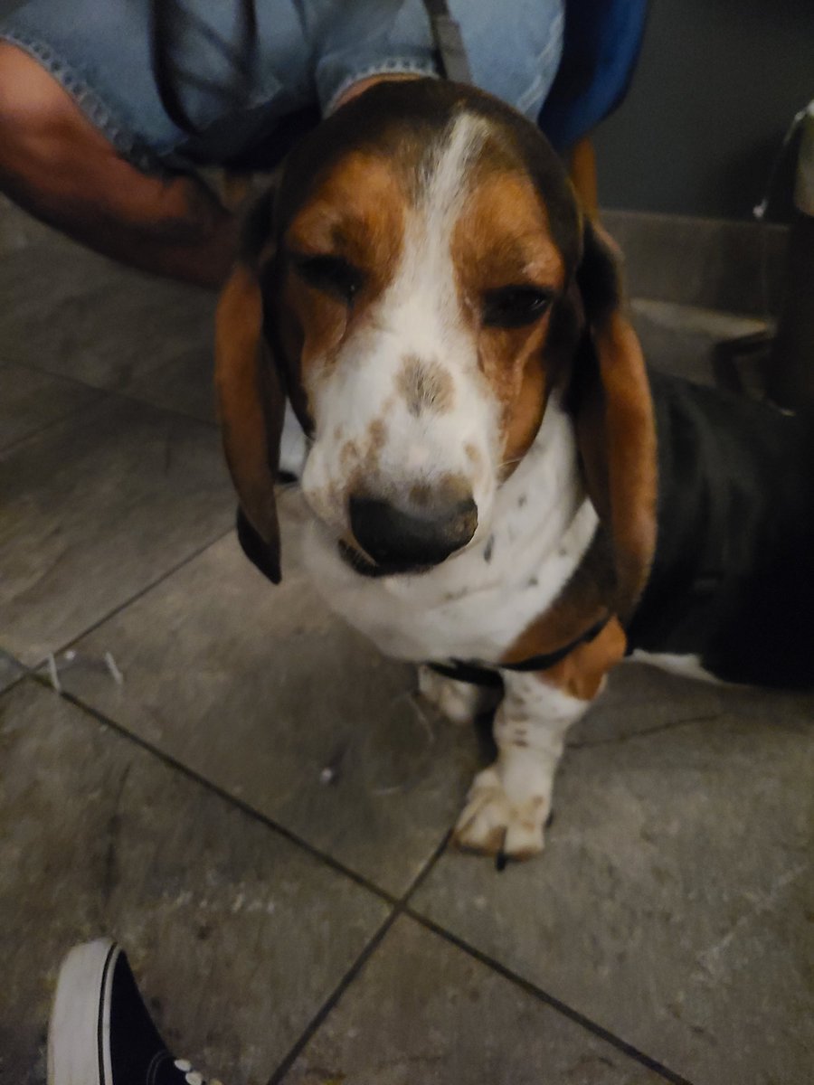 Jhobi84's tweet photo. Buster Brown🐶 The sweetest boy ever. 😔💙 https://t.co/nUvkBNvF3V