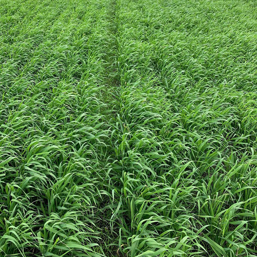 This week we are harvesting barley grass at the peak of nutrition, known as the jointing stage. 
When grown outdoors, cereal grasses such as #wheatgrass and #barleygrass grow slowly to build nutrition to supply the grain that will soon develop.  #greensuperfood #plantbased