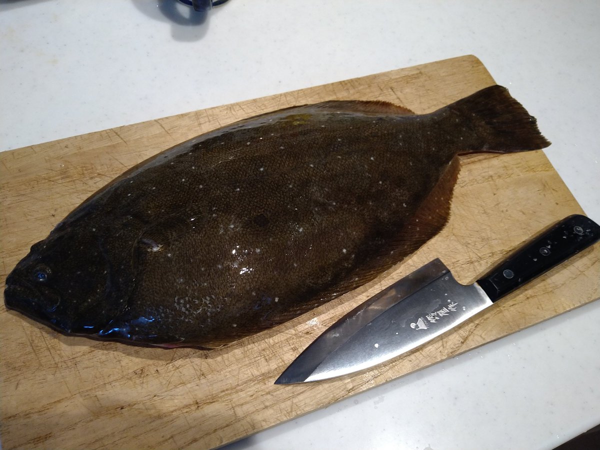 今週はラゾーナ川崎でヒラメとトリ貝を買ってきました 大きいヒラメですね 身も厚い るくのイラスト