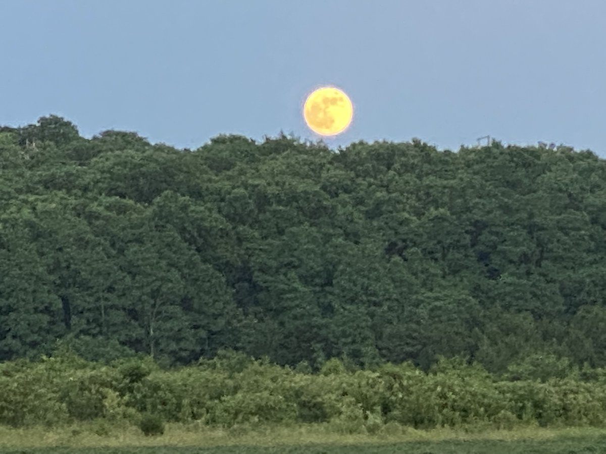 Recently, the man in the Strawberry super moon rose above a forested bluff on our farm. It's called the Strawberry moon because June is the peak for strawberries. It's called a super moon because it's within 90% of the closest approach &amp; appears 17% bigger &amp; 30% brighter. #vegan