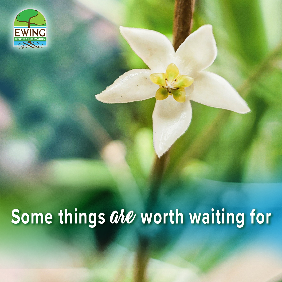 EwingCemetery's tweet image. We were gifted a Hoya plant 6 years ago and this year it finally bloomed! #patienceisavirtue #worthwaitingfor #smallbutbeautiful