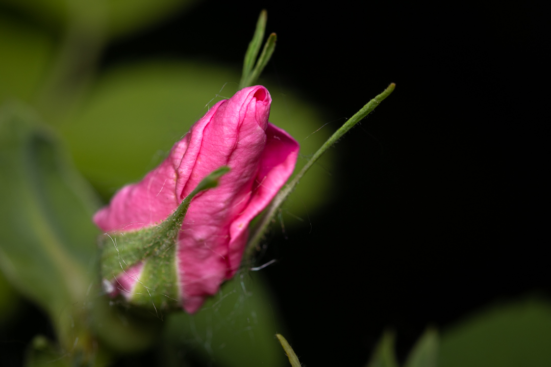 AjuJayapalan's tweet photo. Macro photos from a photowalk at Deans Lake near home. #canon #canonusa #macrophotography #canoneeosr #canon100mm #naturewalk #flower #rose #rosebud Just found out the EOS-R does not have focus-bracketing :( https://t.co/mt0lOfeFOS